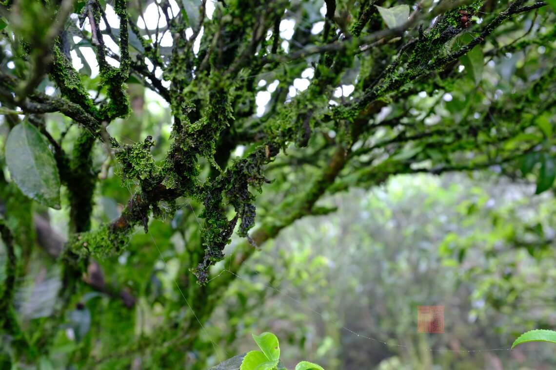 凤凰山的老茶树