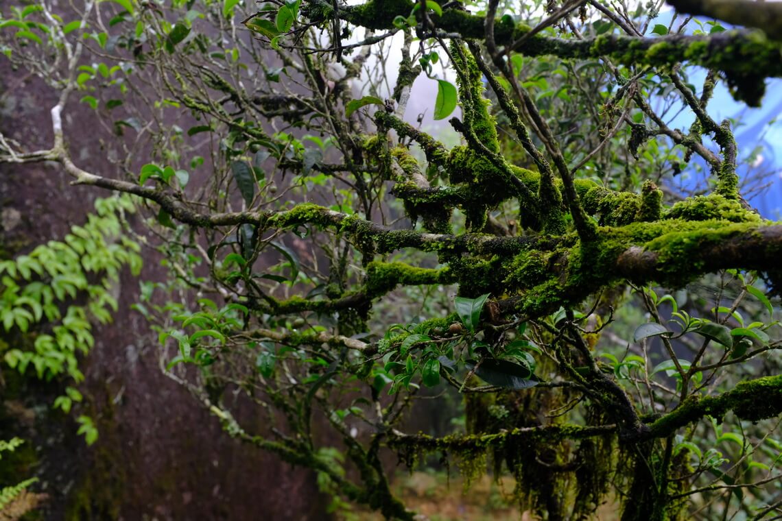 凤凰山的老茶树