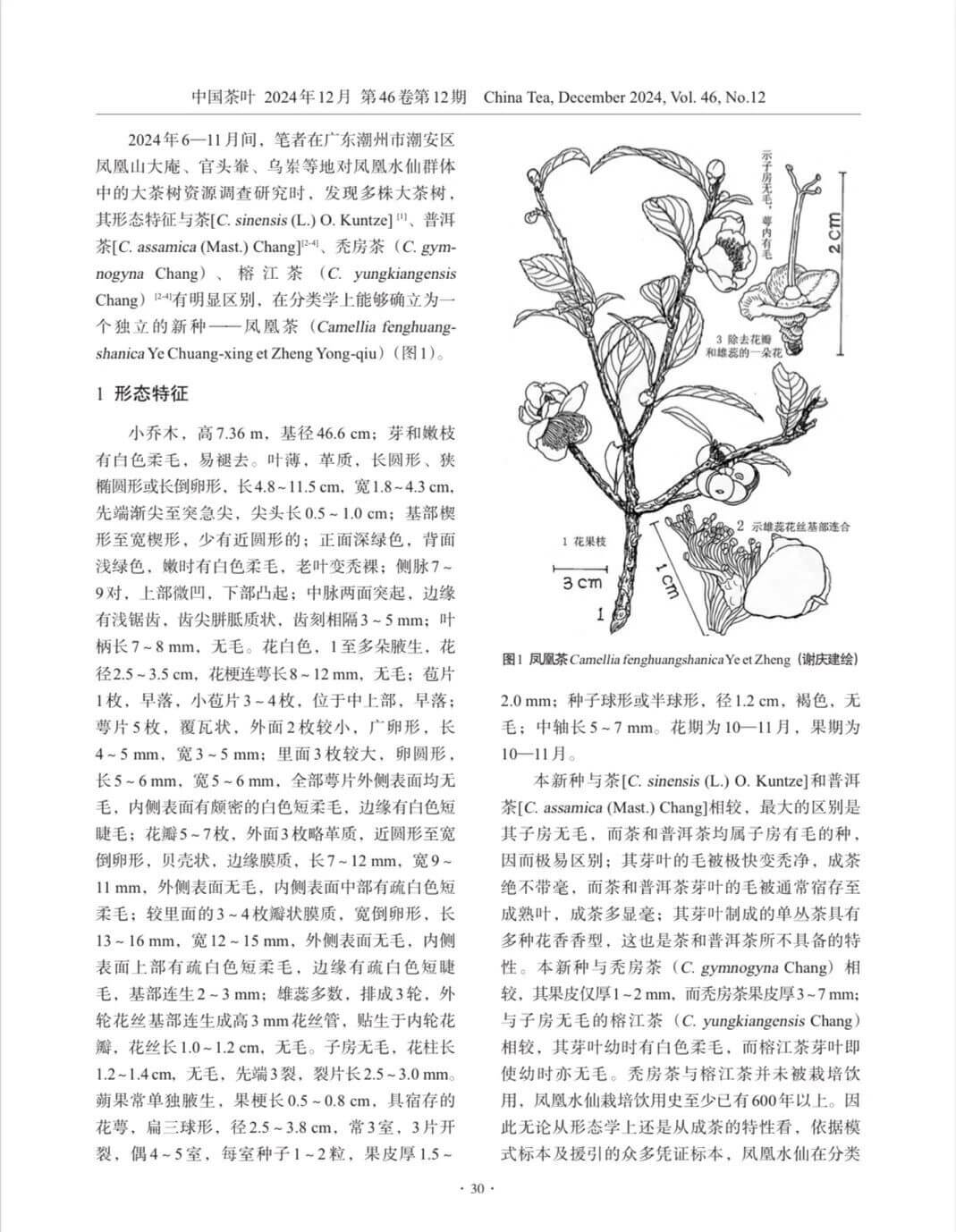 广东茶叶植物一新种-凤凰茶