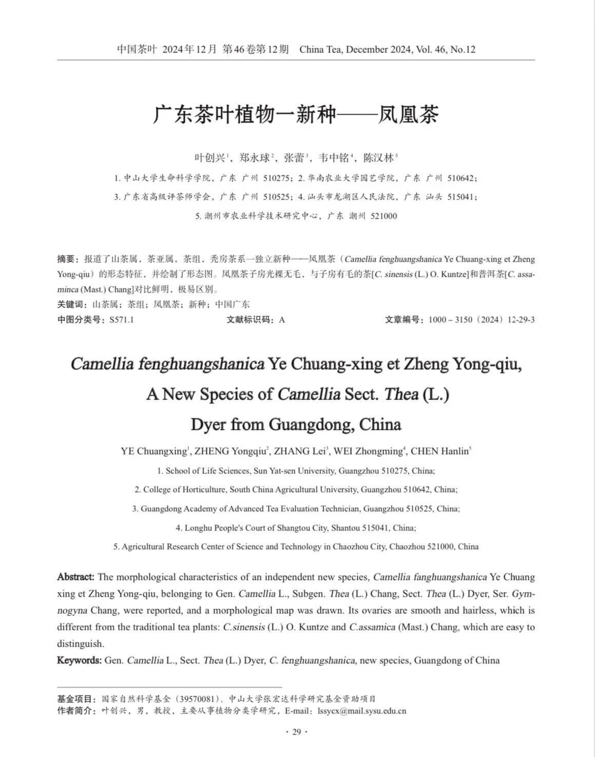 广东茶叶植物一新种-凤凰茶