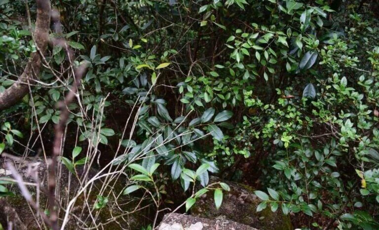 凤凰深山里的野生红茵茶树