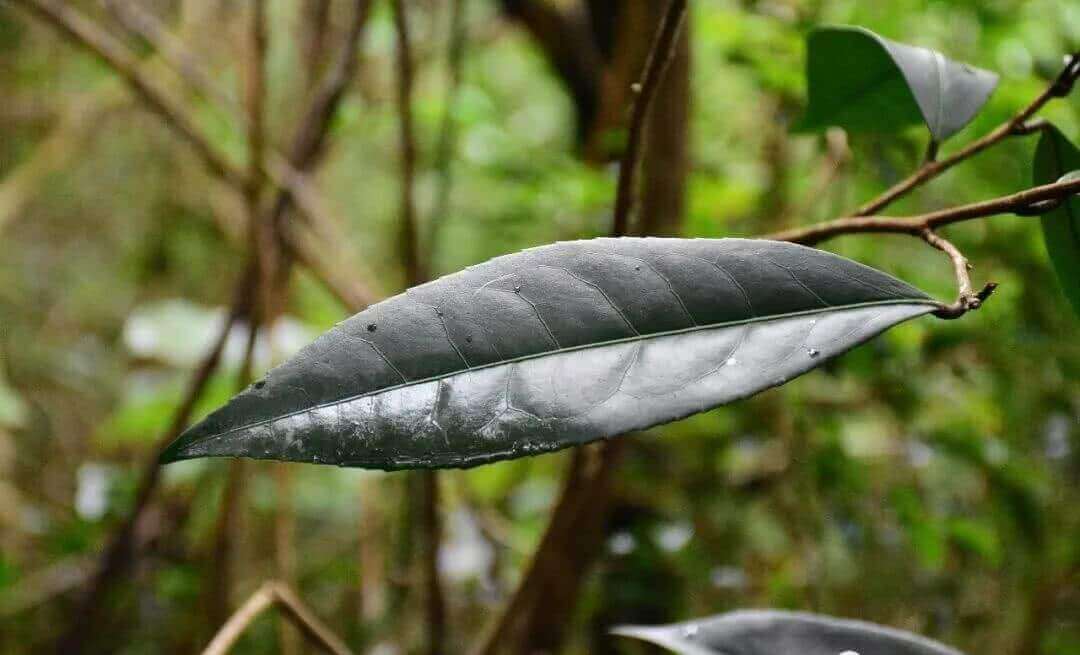 凤凰深山里的野生红茵茶树