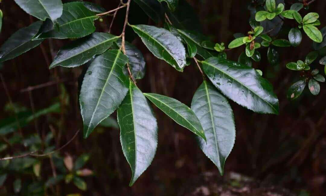 凤凰深山里的野生红茵茶树
