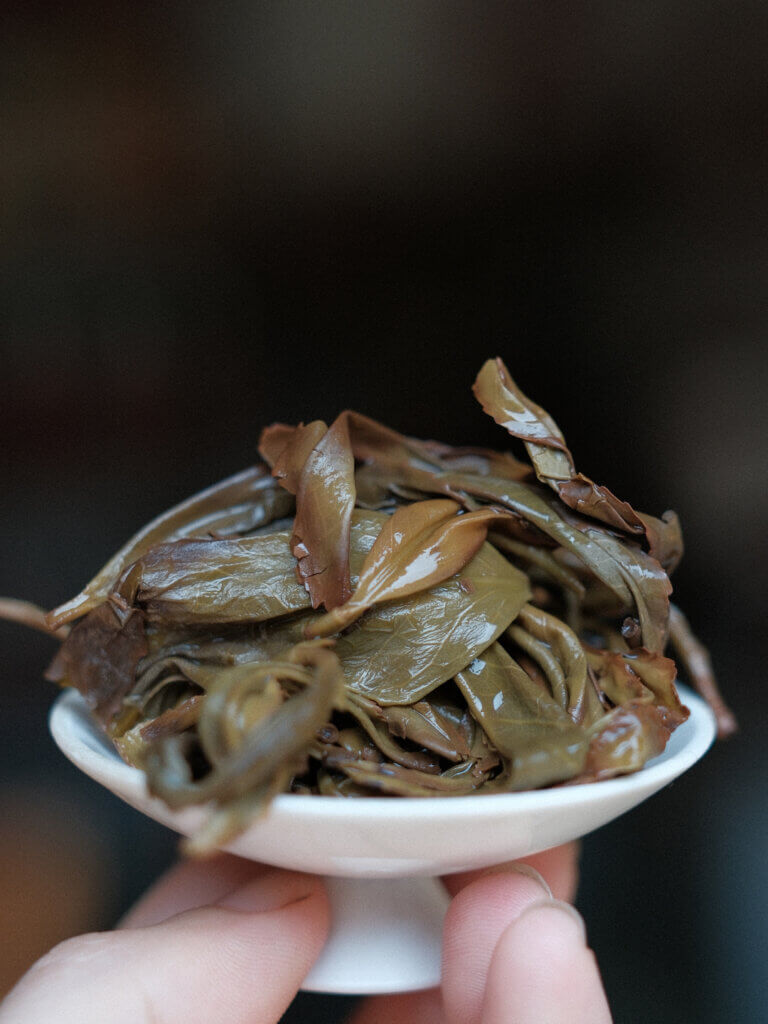 凤凰单丛的叶底