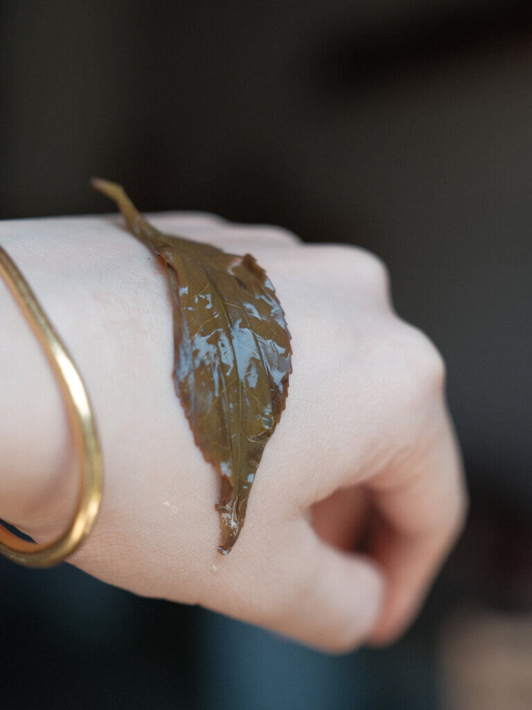 凤凰单丛的叶底