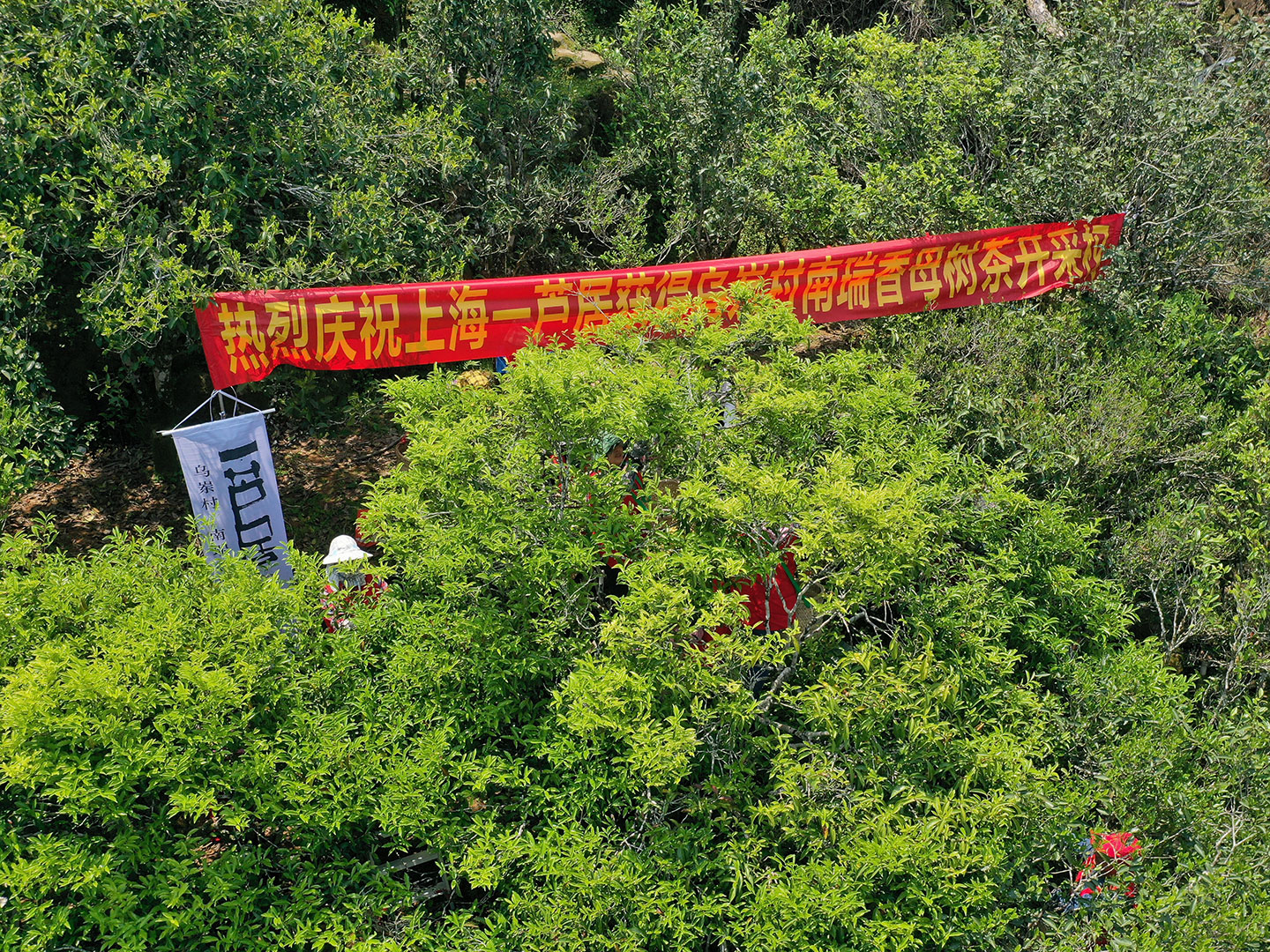 凤凰，南瑞香单丛母树正在采摘