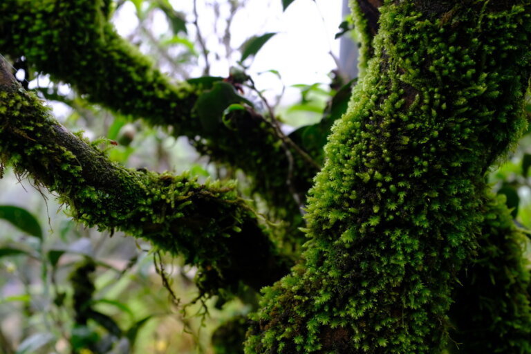 潮州凤凰山的古茶树