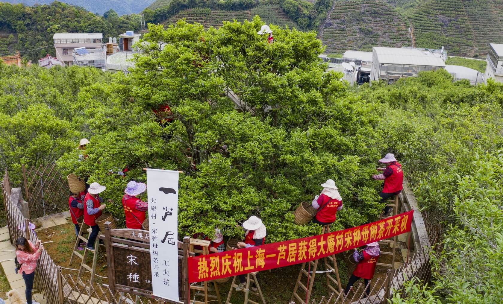 凤凰大庵村，宋种正在采摘