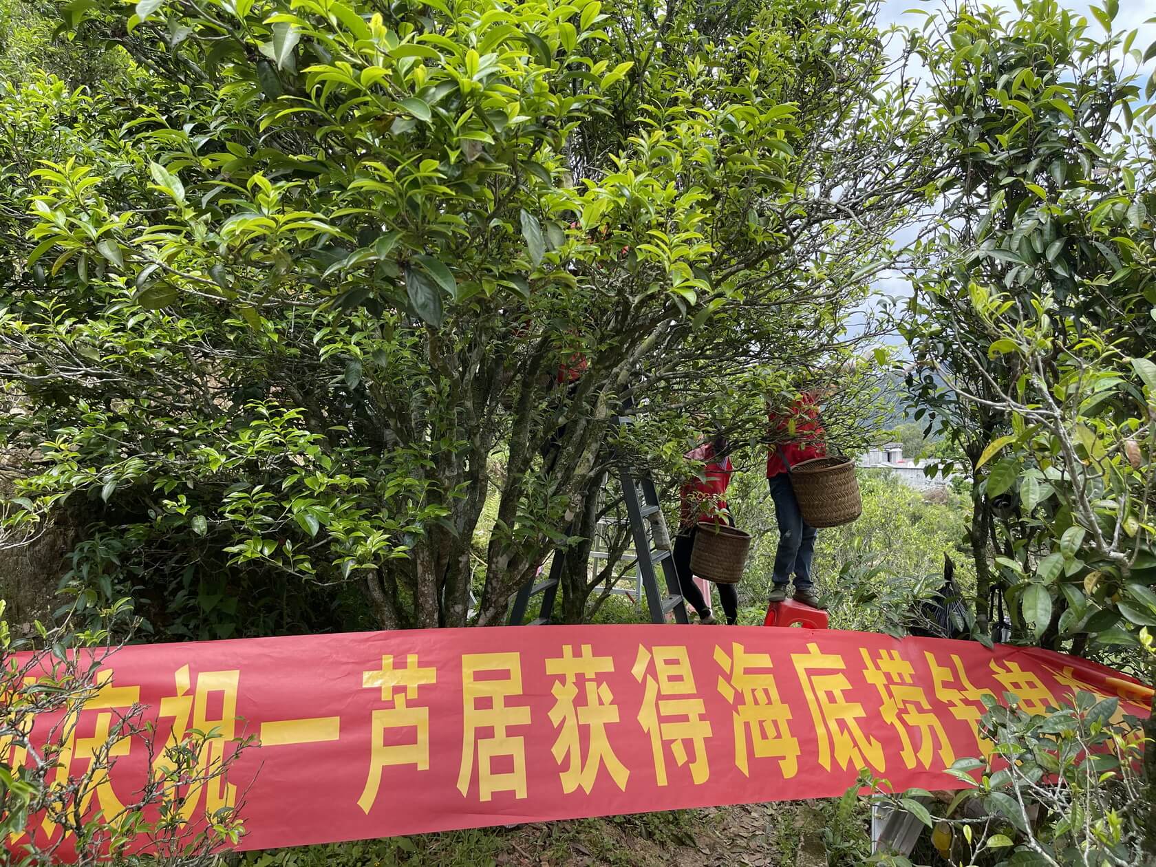 凤凰，海底捞针单株正在采摘