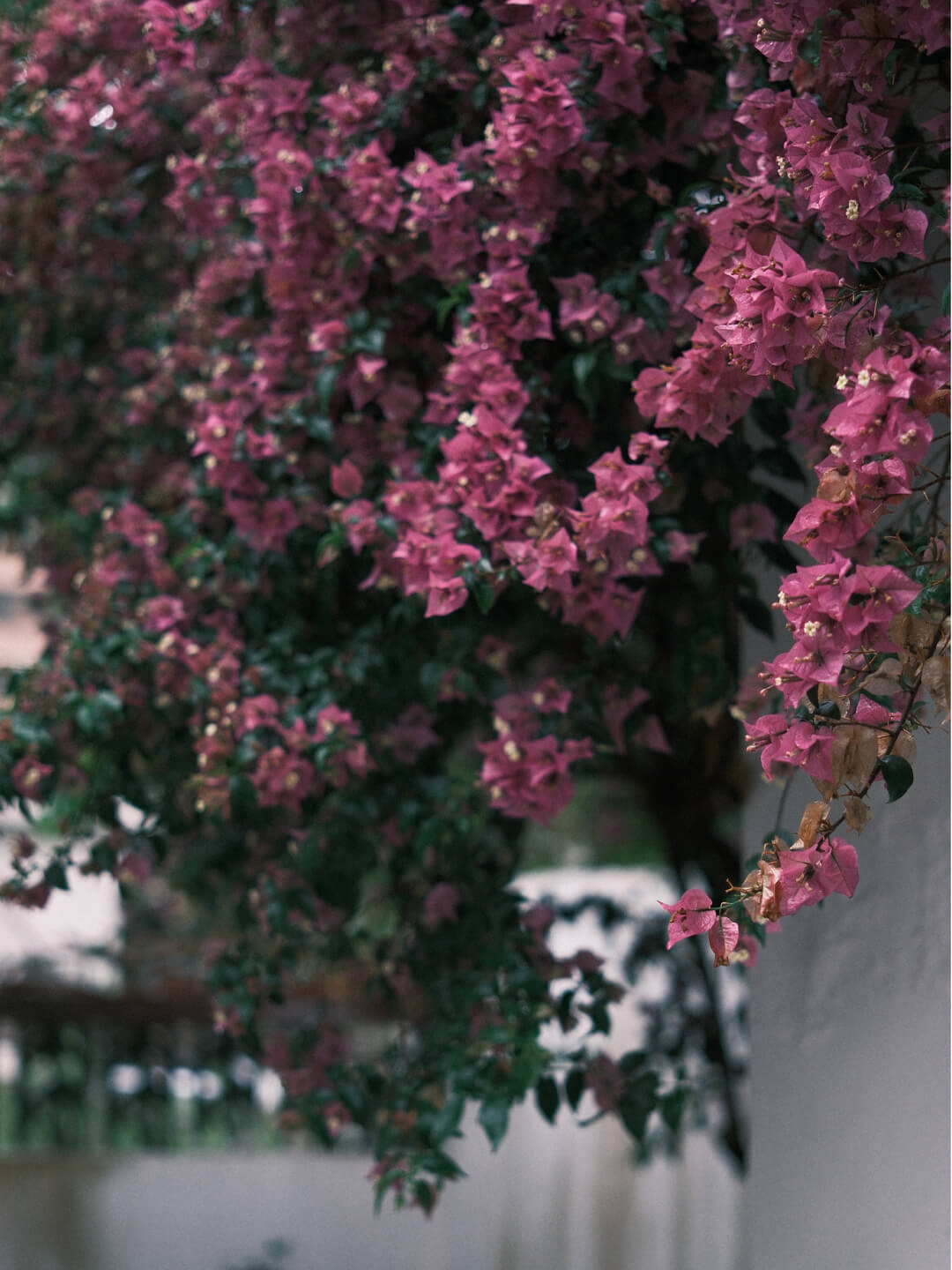 凤凰山居 一芦居小院