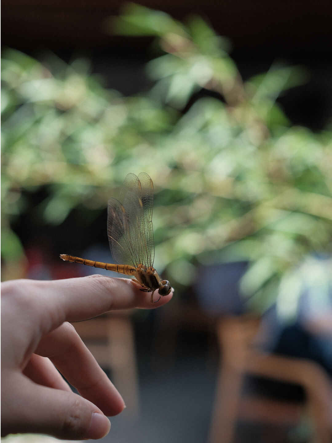凤凰山居 一芦居小院