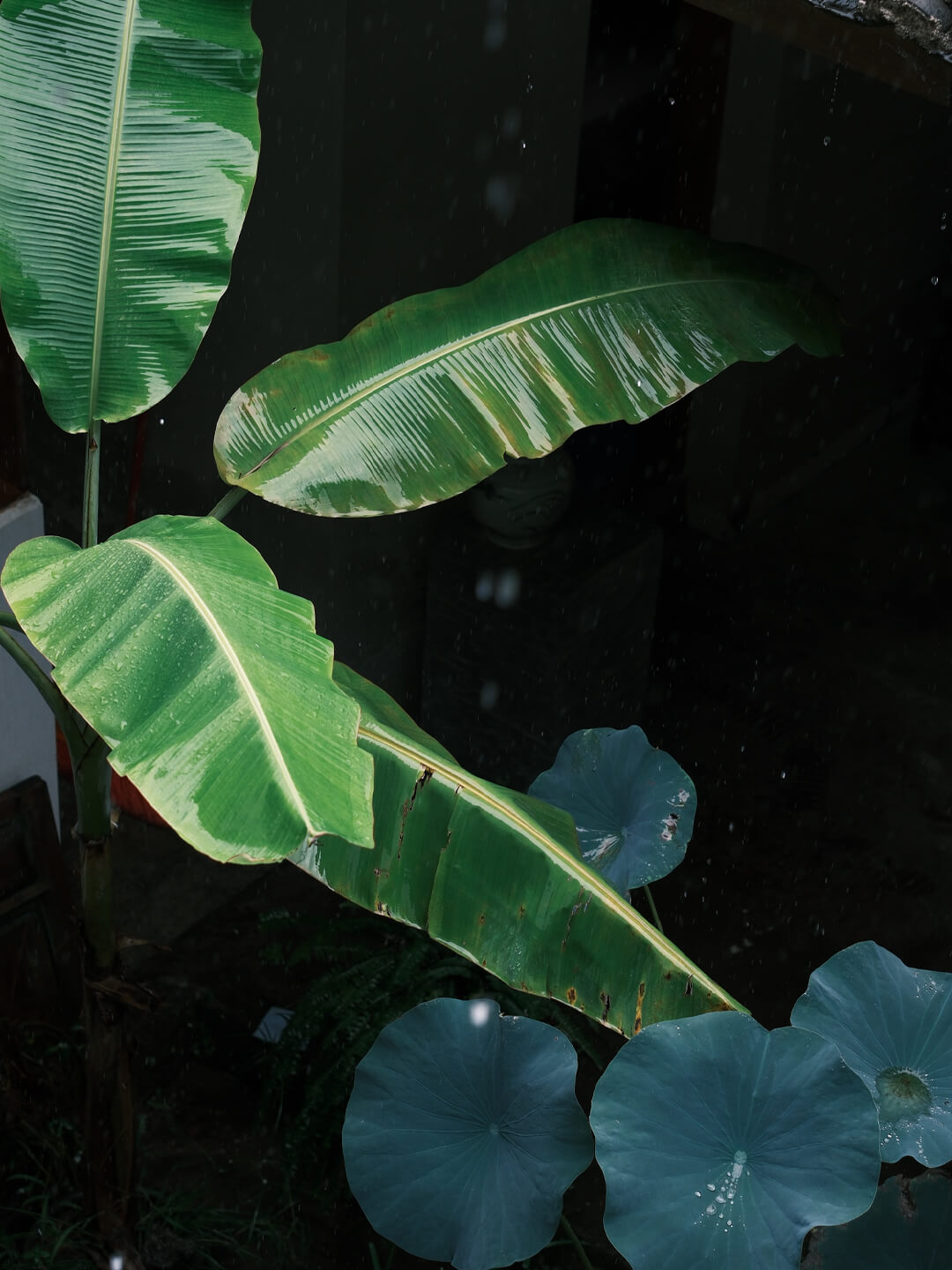 凤凰山居 一芦居小院