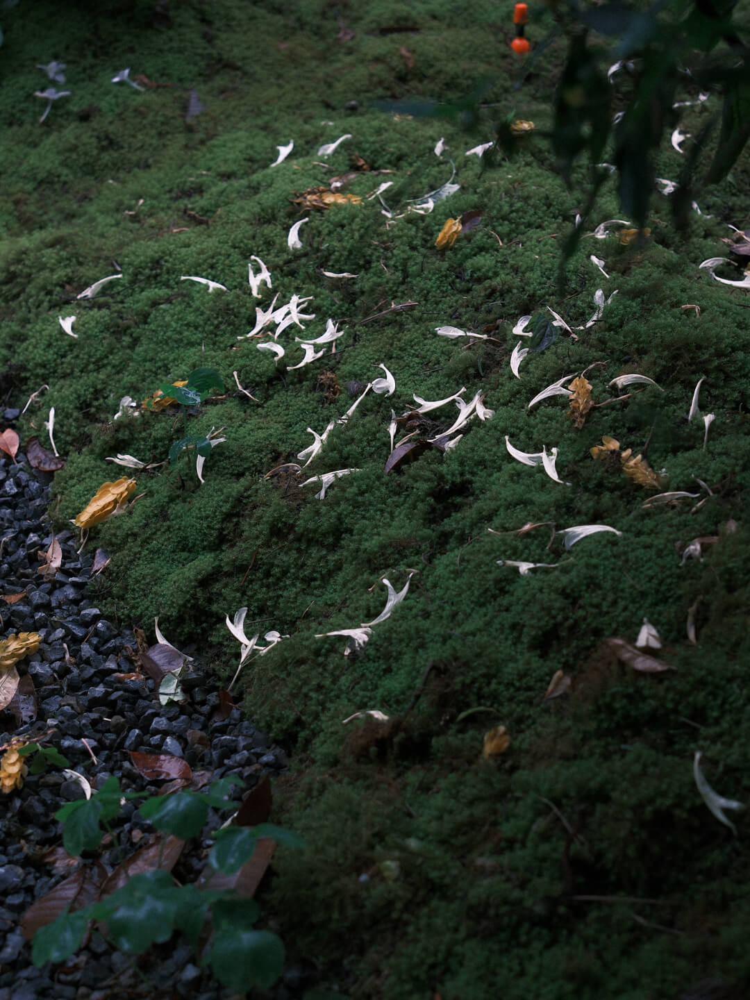凤凰山居 一芦居小院